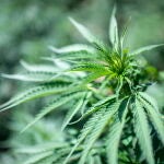 Morocco legalizes cannabis cultivation for medicinal and industrial use