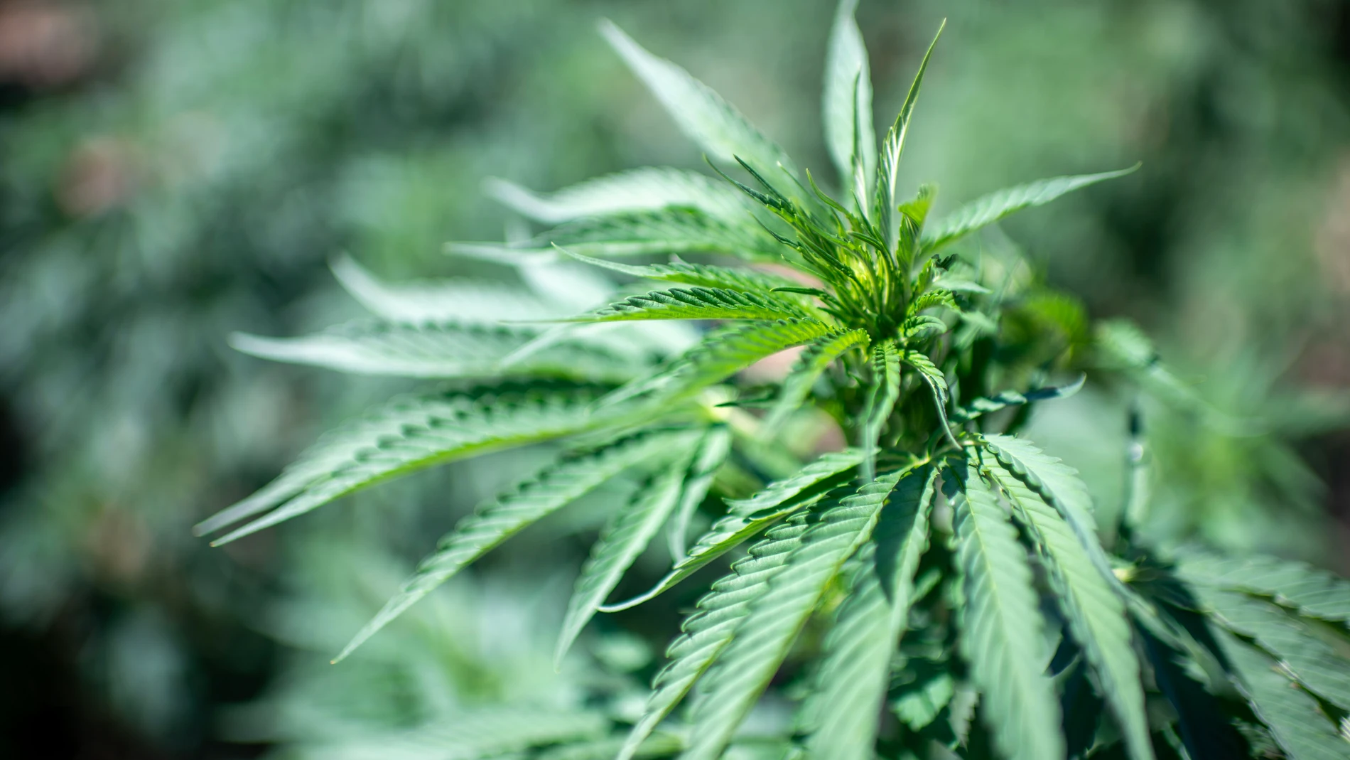 Bab Berd (Morocco), 13/08/2025.- Cannabis plants in Bab Berd, southeast of Chefchaouen, Rif Province, northern Morocco, 12 August 2025 (issued 13 August 2025). In 2021, Morocco legalized cannabis cultivation for medicinal and industrial purposes in the Rif, a mountainous region historically known as a major cannabis producer. (Marruecos) EFE/EPA/JALAL MORCHIDI