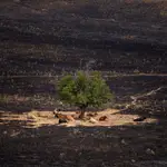 Unas vacas que salvaron en el incendio de Tres Cantos descansan rodeadas de terreno calcino el pasado 12 de agosto.