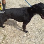 MURCIA.-Sucesos.- Investigan en San Pedro (Murcia) a una mujer tras hallar en su casa tres perros en severo estado de delgadez