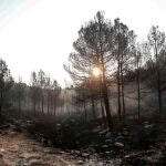 Siete medios aéreos trabajan ya en el incendio de Teresa y se solicita uno más a Aragón