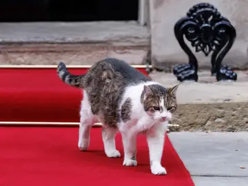 UK Prime Minister to welcome President of Ukraine to Downing Street LONDON (United Kingdom), 14/08/2025.- Larry the Downing Street cat walks on red carpet outside 10 Downing Street before a meeting between British Prime Minister Keir Starmer and Ukrainian President Volodymyr Zelensky in London, Britain, 14 August 2025. Zelensky is in London to meet Starmer ahead of U.S. President Donald Trump's scheduled talks with Russian President Vladimir Putin in Alaska the following day. (Ucrania, Reino Unido, Londres) EFE/EPA/TOLGA AKMEN