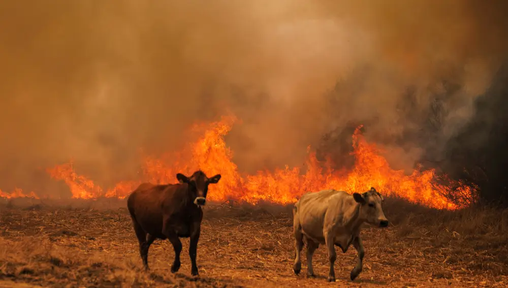 Incendios forestales en Portugal