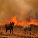 Incendios forestales en Portugal