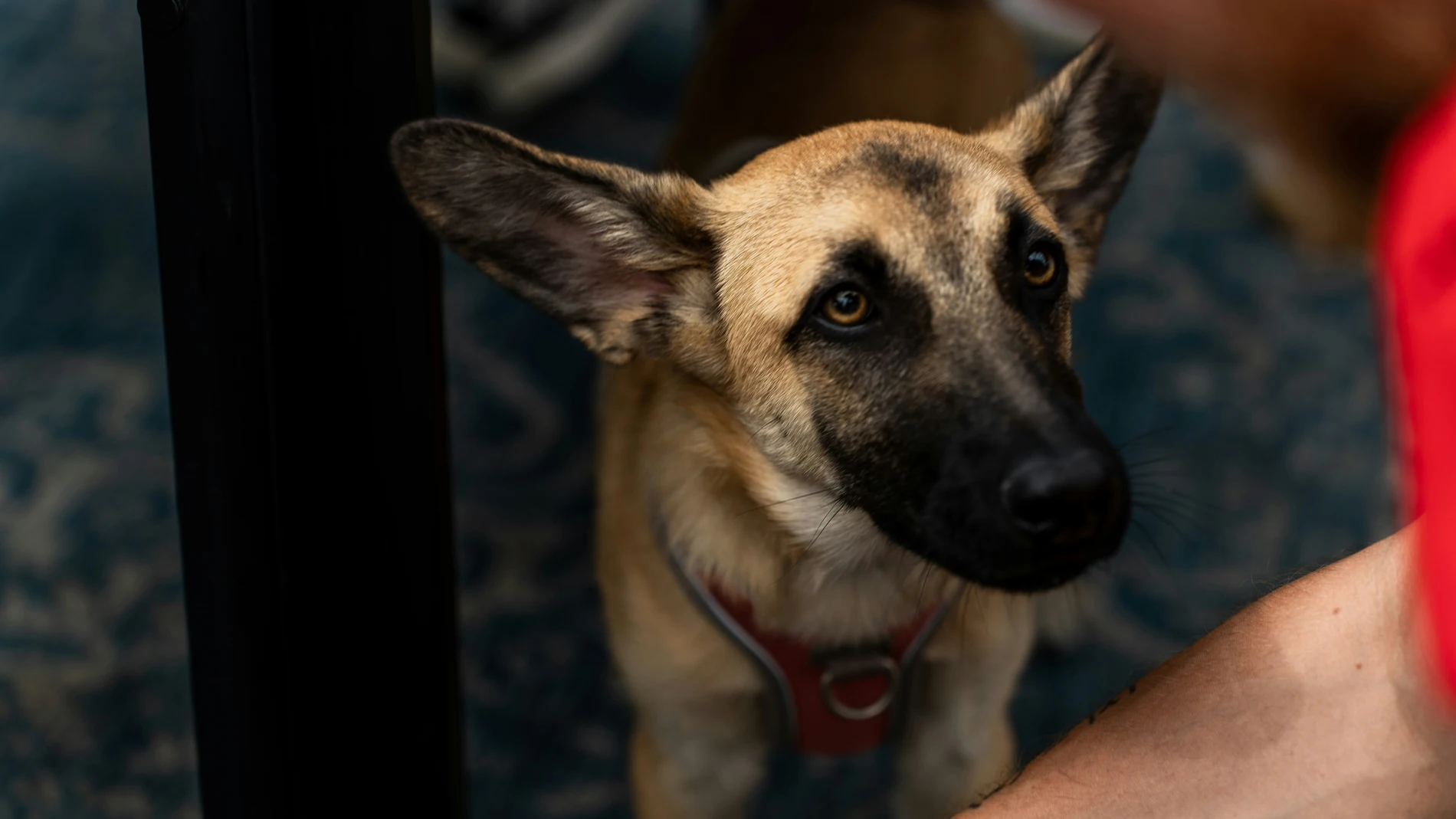Por qué hablamos con nuestras mascotas como si fueran personas, según la psicología