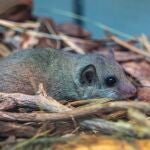 Bioparc Valencia acoge un grupo de lirón pigmeo africano víctima del tráfico ilegal