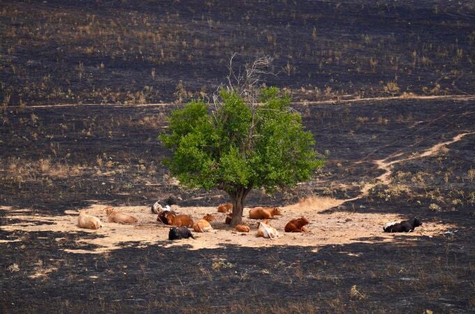 Incendio en Tres Cantos