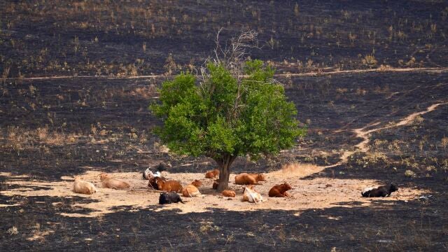 Incendio en Tres Cantos