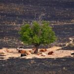 Incendio en Tres Cantos