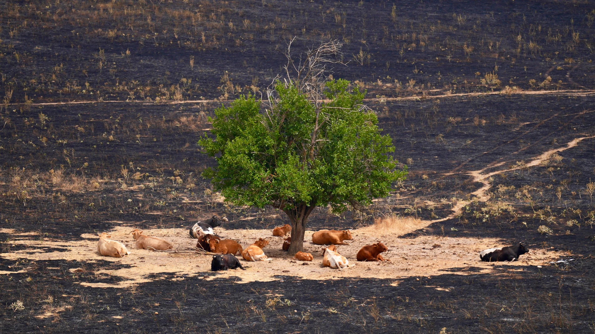Incendio en Tres Cantos