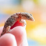 Qué significa que aparezcan salamanquesas en casa, según los expertos