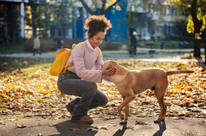 Qué significa acariciar a perros desconocidos de la calle según la psicología