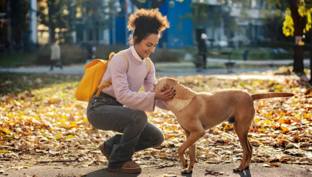 Qué significa acariciar a perros desconocidos de la calle según la psicología