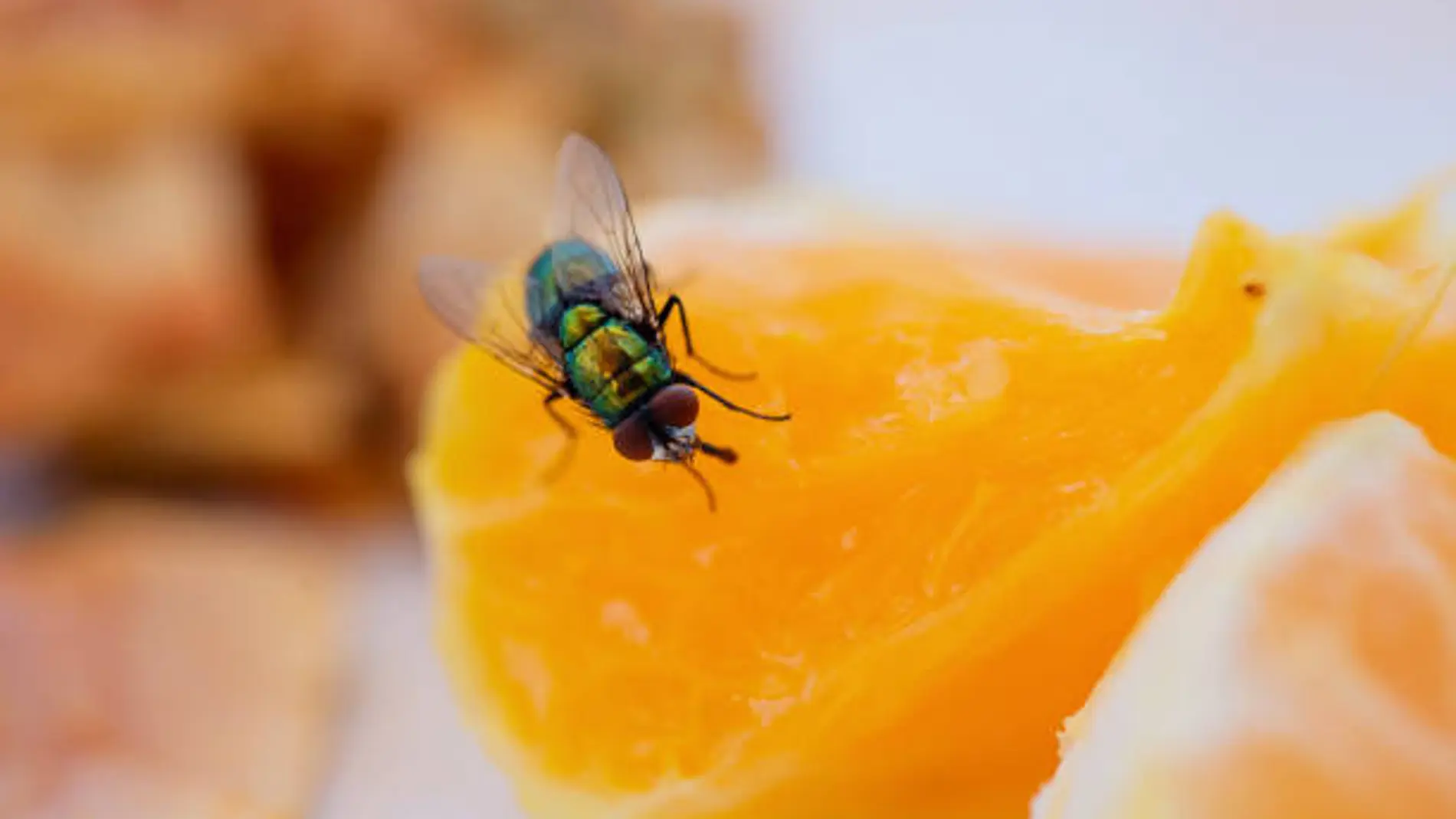 ¿Las moscas revolotean sobre tu comida cada vez que comes al aire libre? Aquí tienes una forma sencilla y eficaz de mantenerlas alejadas