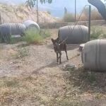 Dos investigados en Granada por maltratar a 17 perros y 10 équidos