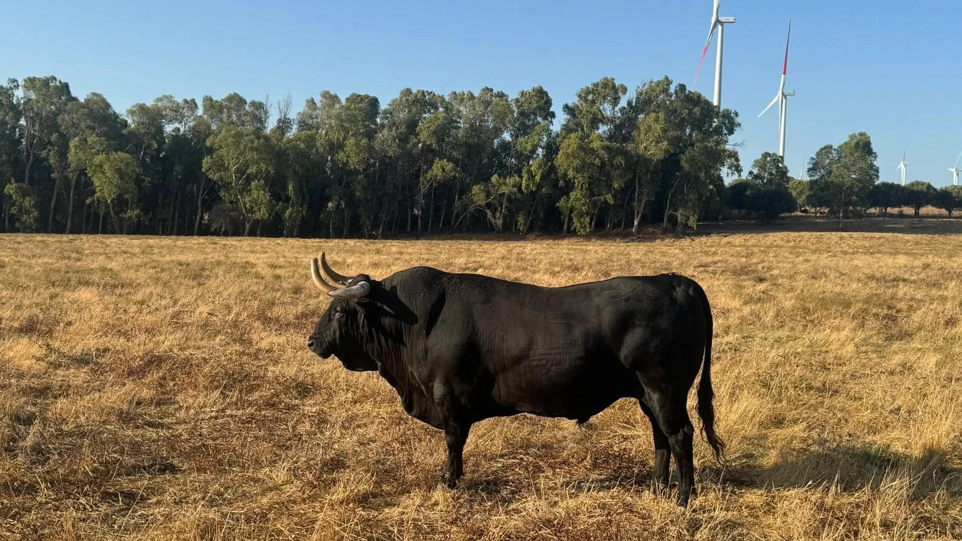 Imagen de uno de los toros que se soltarán el fin de semana en Benaocaz. REMITIDA / HANDOUT por AYUNTAMIENTO DE BENAOCAZ Fotografía remitida a medios de comunicación exclusivamente para ilustrar la noticia a la que hace referencia la imagen, y citando la procedencia de la imagen en la firma 14/08/2025