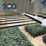 Detienen a 26 personas en 13 operaciones con más de 3.000 plantas de marihuana intervenidas en Granada