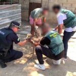Galgos rescatados