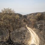 León acumula 16 incendios este domingo
