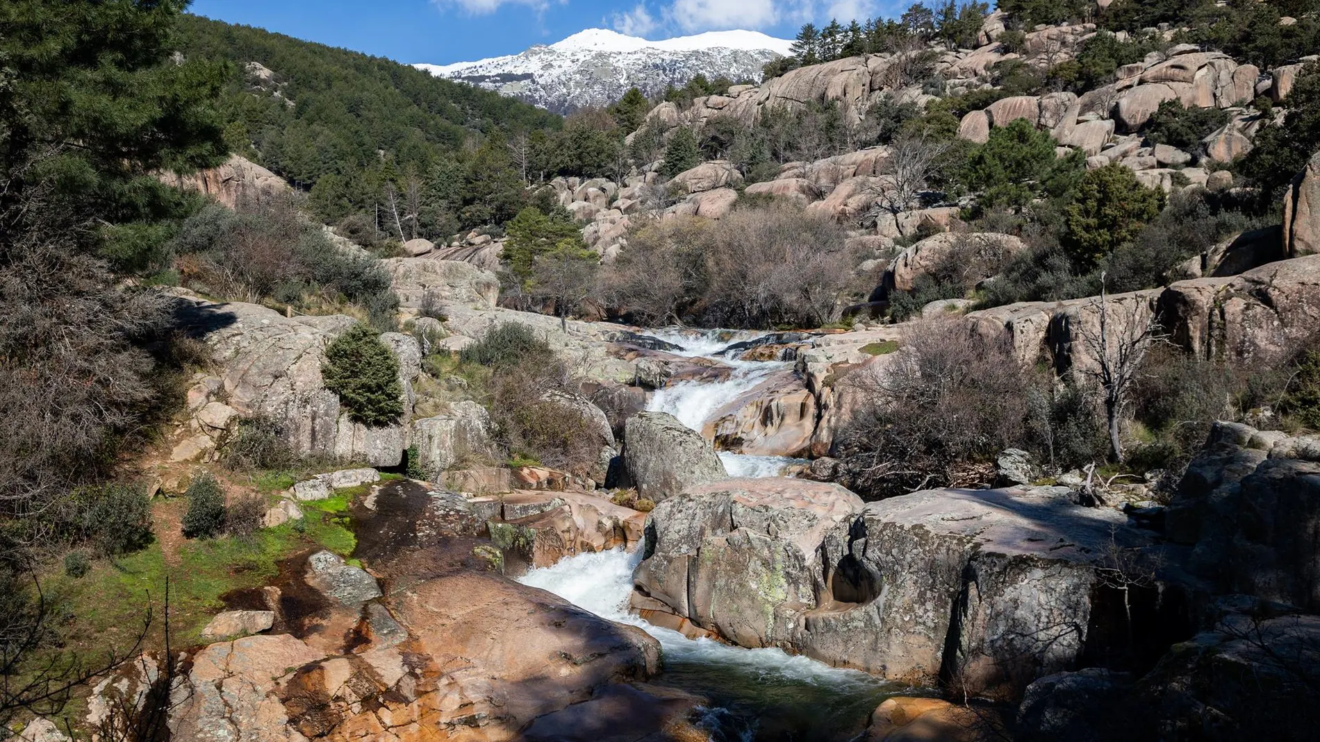 MADRID.-La Comunidad invierte más de 1,3 millones para mejorar los pinares de ribera de la Sierra de Guadarrama