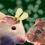 El neurocient&iacute;fico Takumi Toru, de la Universidad de Kobe, y su equipo determinaron que un tipo de neurona act&uacute;a como interruptor para controlar el comportamiento emp&aacute;tico en el cerebro de los ratones, modulando la preferencia por objetivos sociales y, de este modo, influyendo en la toma de decisiones sociales. 