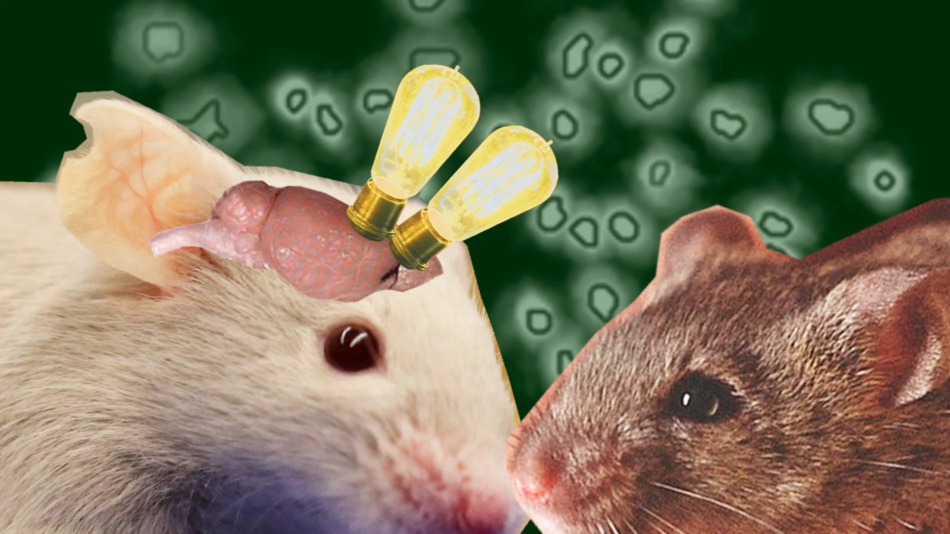 El neurocientífico Takumi Toru, de la Universidad de Kobe, y su equipo determinaron que un tipo de neurona actúa como interruptor para controlar el comportamiento empático en el cerebro de los ratones, modulando la preferencia por objetivos sociales y, de este modo, influyendo en la toma de decisiones sociales.