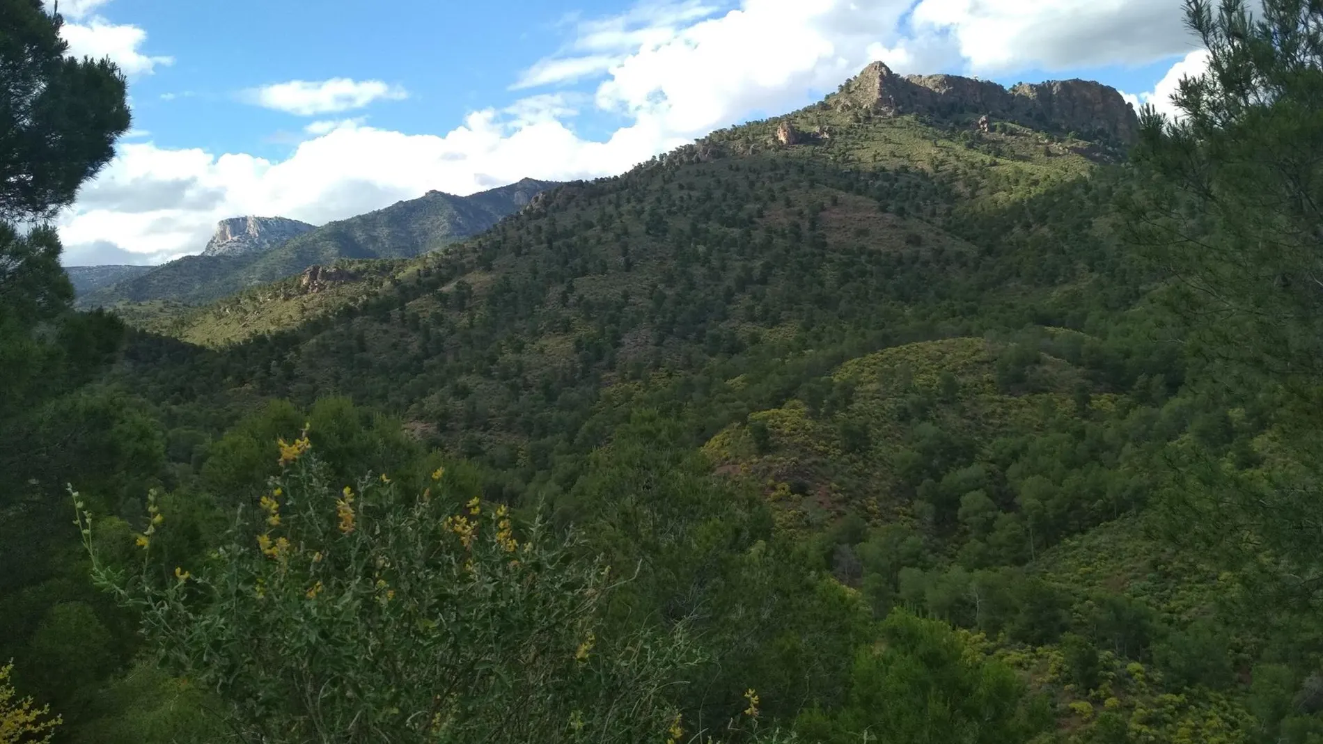 La Región de Murcia diseña un proyecto para preservar la flora protegida y los árboles monumentales de Sierra Espuña