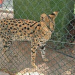Desmantelado un zoo privado clandestino con más de 150 animales exóticos en Castellón