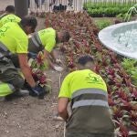 Cerca de 130.000 flores de temporada embellecerán las zonas verdes de Murcia durante la Feria de Septiembre