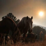 Explotación afectada por el incendios de Fasgar (León)