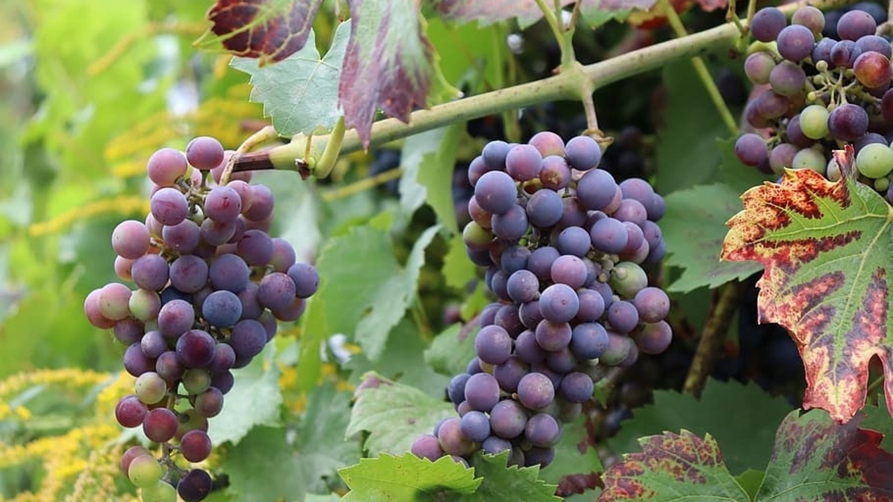Un temporero de la vendimia es apuñalado mientras dormía en La Rioja