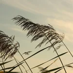 Viento
