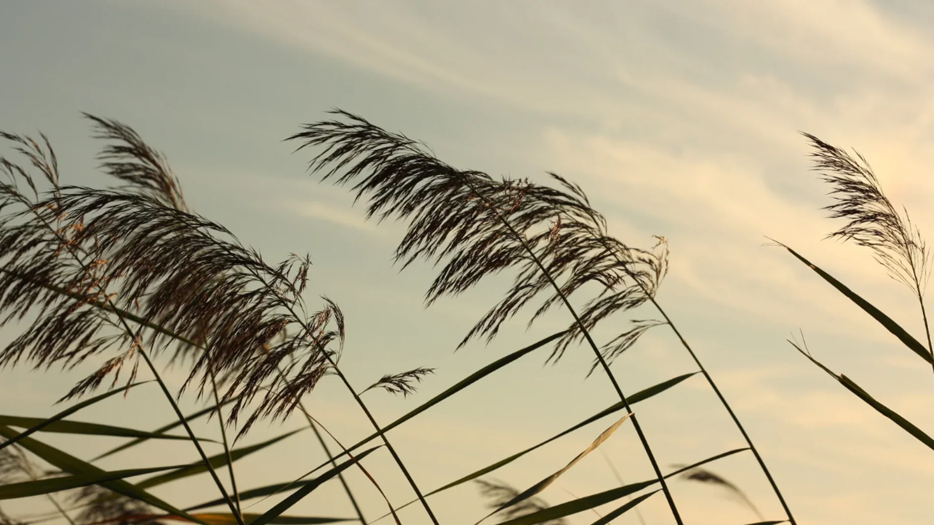 Viento