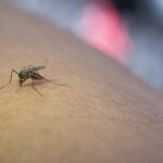 Baleares refuerza la vigilancia sobre el virus del Nilo Occidental tras detectar un positivo en un equino de Menorca
