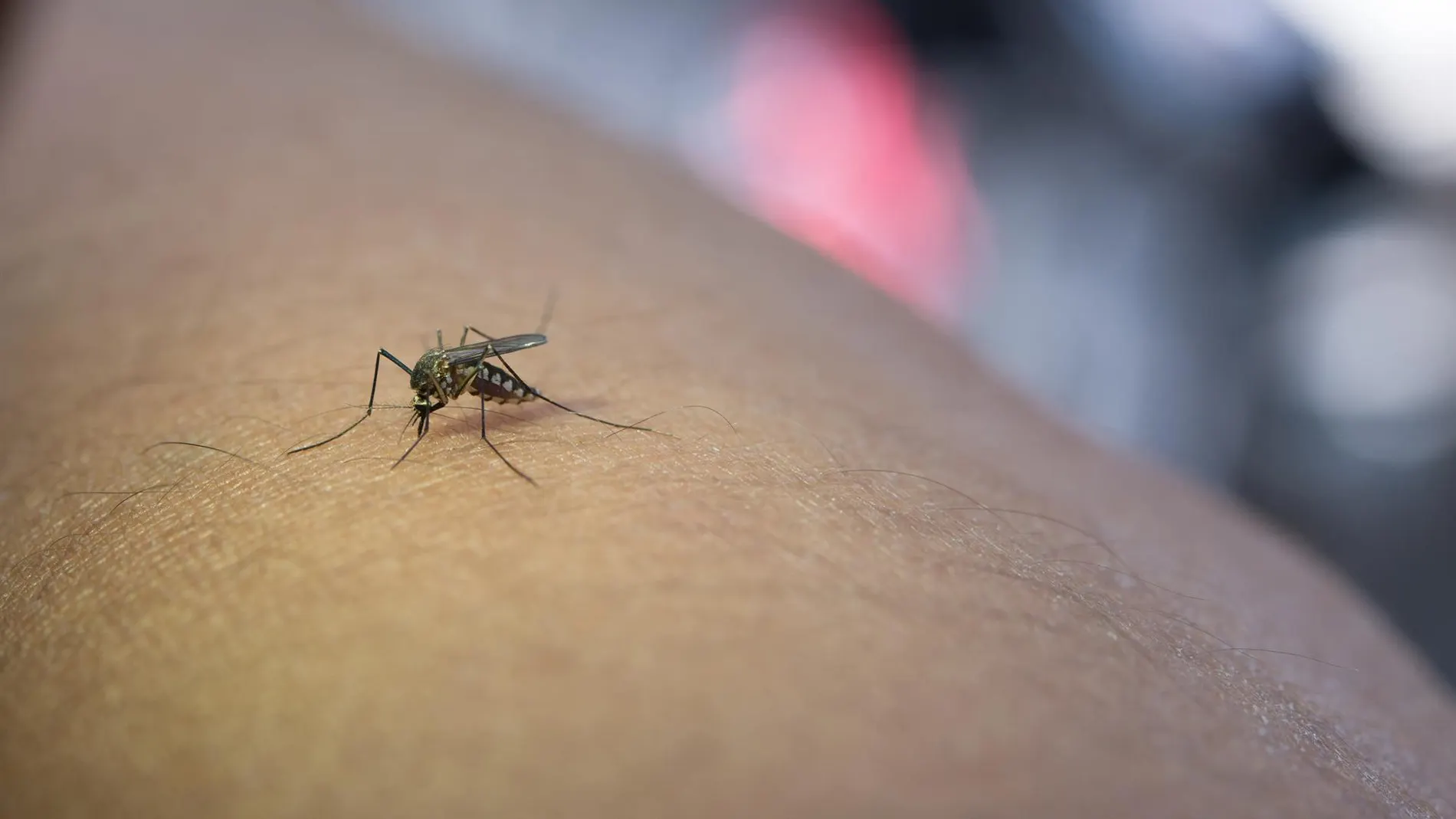 Baleares refuerza la vigilancia sobre el virus del Nilo Occidental tras detectar un positivo en un equino de Menorca