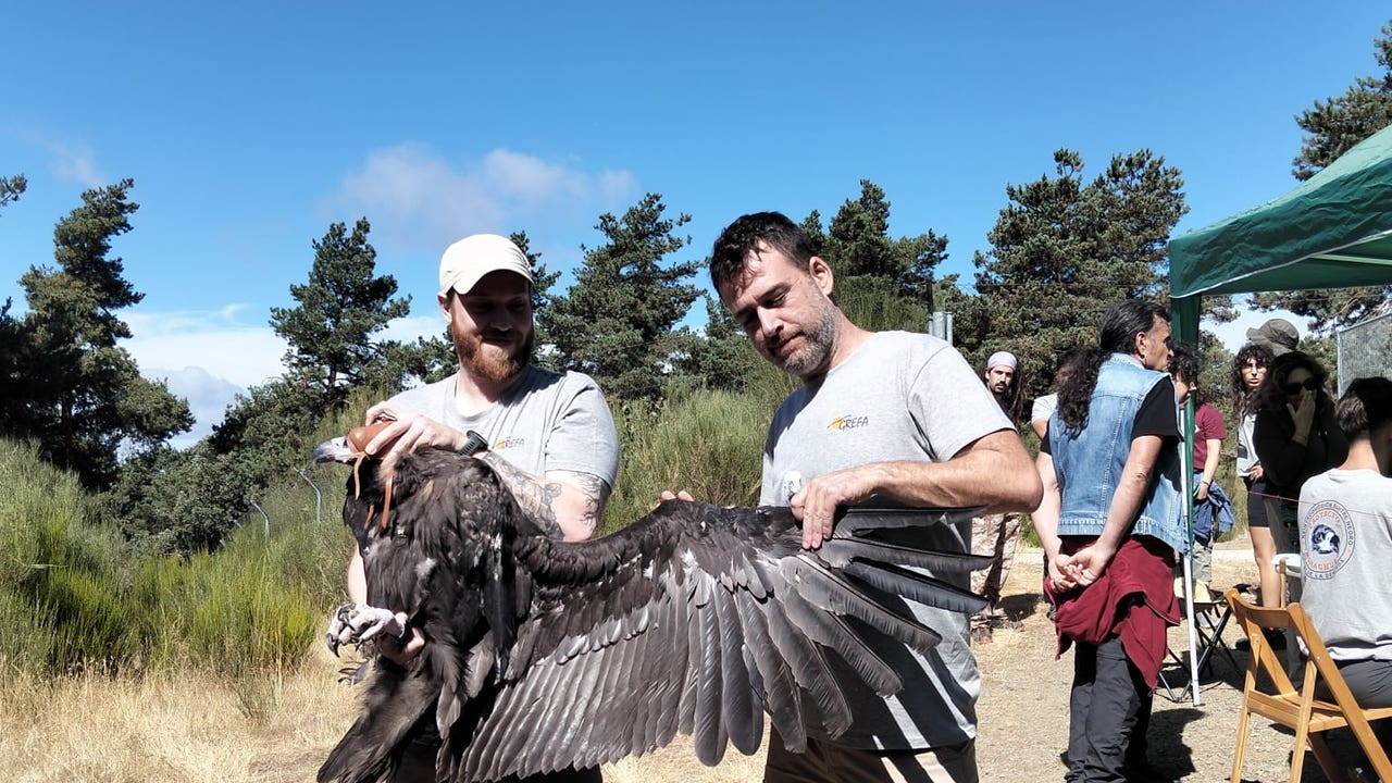Grefa celebra en la Sierra de la Demanda la novena edición de la Fiesta del Buitre