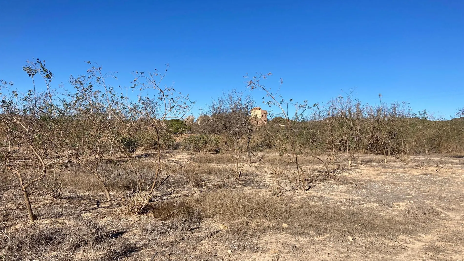 MURCIA.-La Región de Murcia lidera el abandono de tierras agrícolas, "comprometiendo la vertebración del mundo rural"