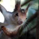MURCIA.-La Región de Murcia impulsa un estudio sobre la ardilla roja en Sierra Espuña para mejorar la gestión de sus ecosistemas