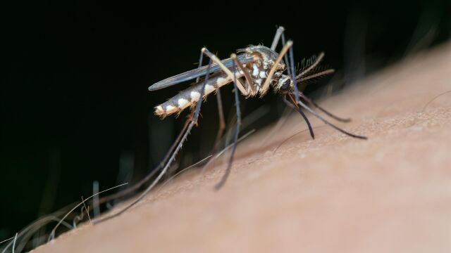 La Junta declara el área de alerta en El Pedroso (Sevilla) por presencia de mosquitos con virus del Nilo occidental