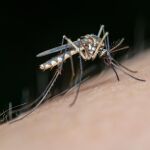 La Junta declara el área de alerta en El Pedroso (Sevilla) por presencia de mosquitos con virus del Nilo occidental