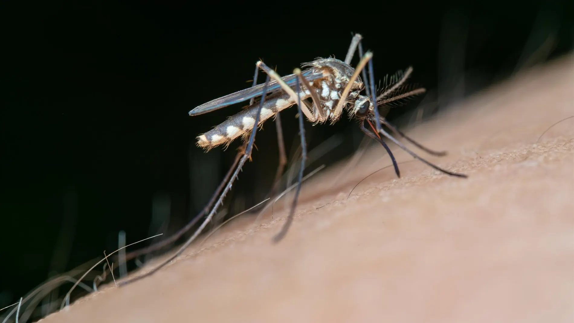 La Junta declara el área de alerta en El Pedroso (Sevilla) por presencia de mosquitos con virus del Nilo occidental