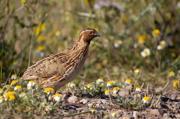Madrid avanza el anteproyecto de su primera Ley de Caza y Pesca Madrid avanza el anteproyecto de su primera Ley de Caza y Pesca