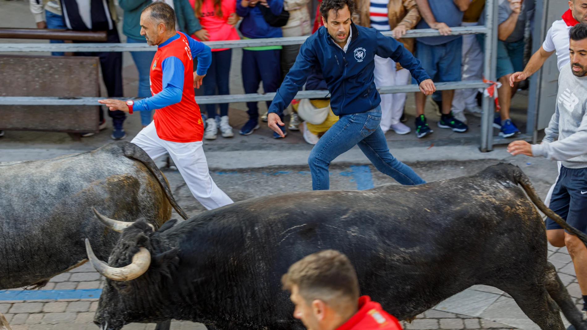 Toros de la ganadería Partido de Resina, en el segundo de los encierros de las fiestas de Cuéllar