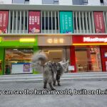 Un youtuber chino construye una ciudad para sus gatos y tiene de todo: supermercado, spa, teatro y hasta metro