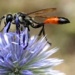 ¿Qué es esta extraña avispa que cava agujeros en nuestros jardines? 