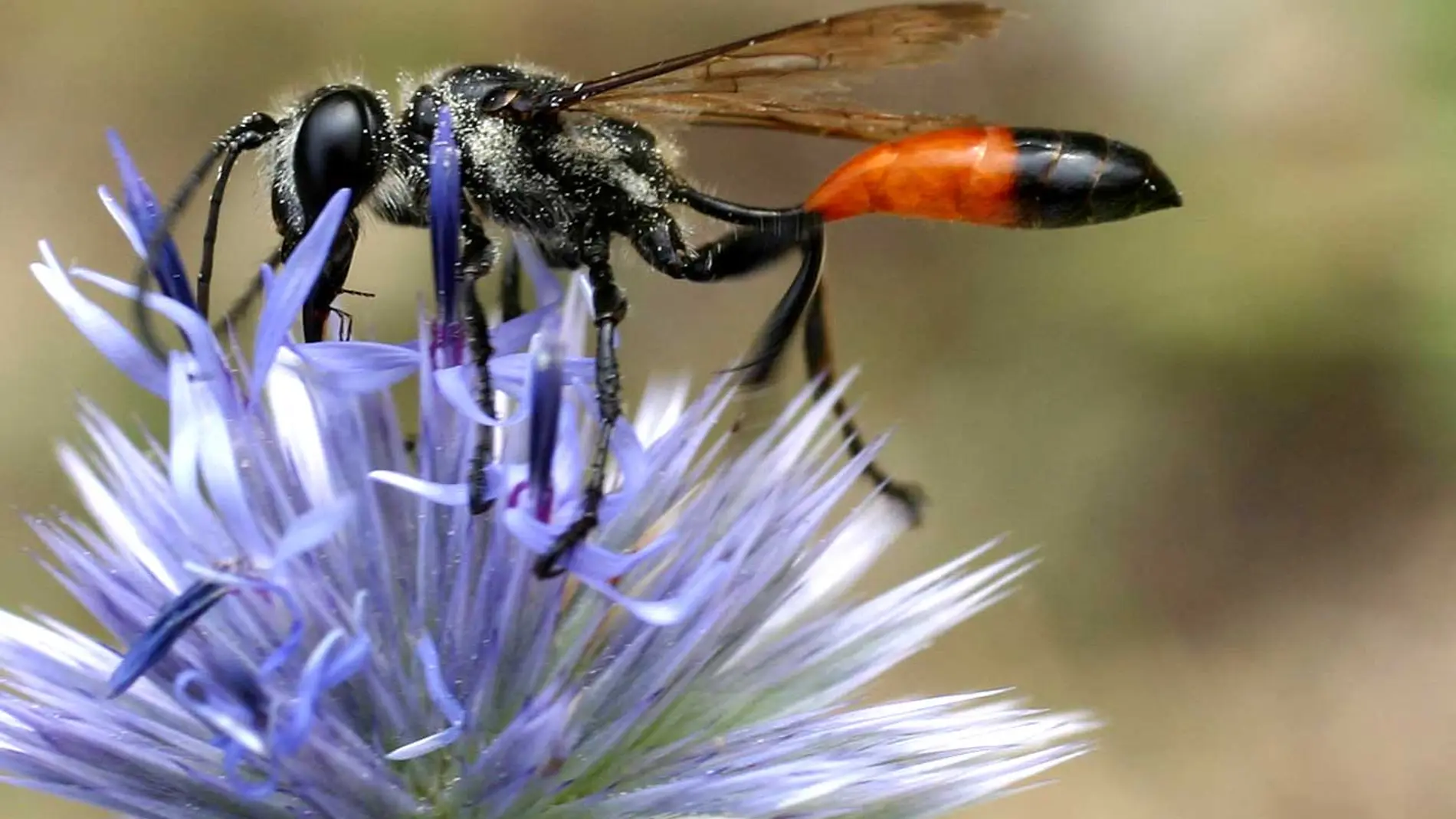 ¿Qué es esta extraña avispa que cava agujeros en nuestros jardines?
