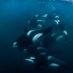 Cuando la evolución cierra la puerta: por qué los delfines y orcas nunca volverán a tierra