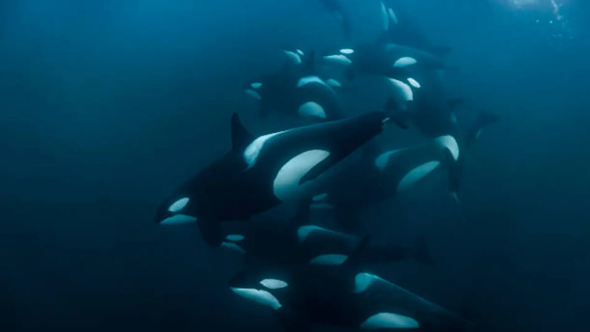 Cuando la evolución cierra la puerta: por qué los delfines y orcas nunca volverán a tierra