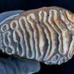 Muela de mamut analizada en la investigación