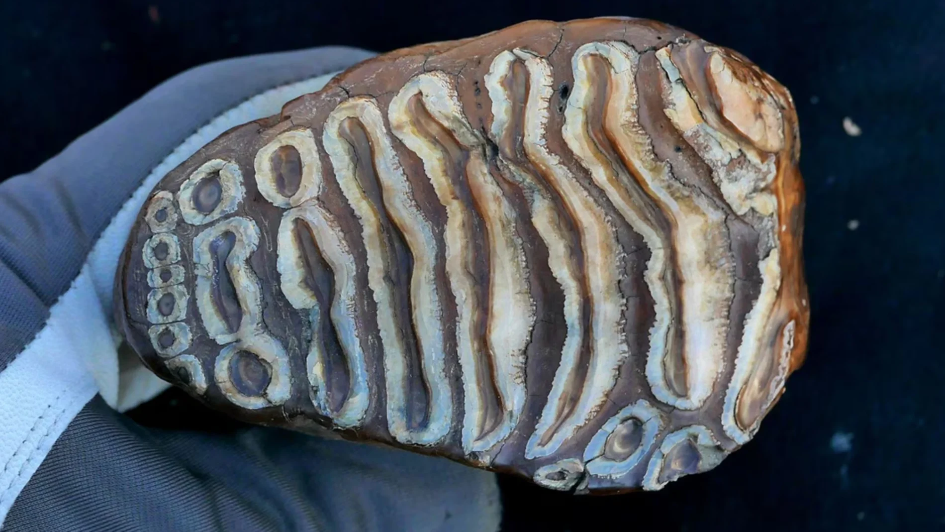 Muela de mamut analizada en la investigación